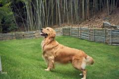 愛犬との思い出の共有2